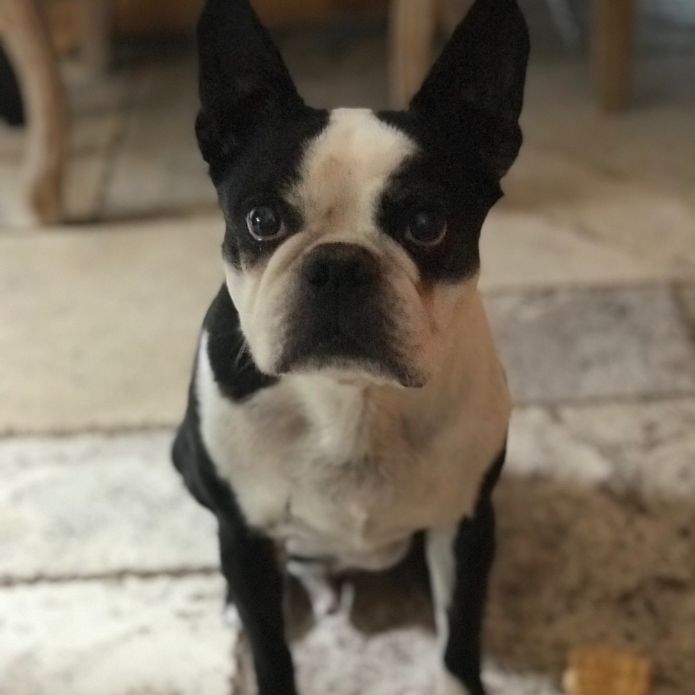 Meet your Posher, Maya